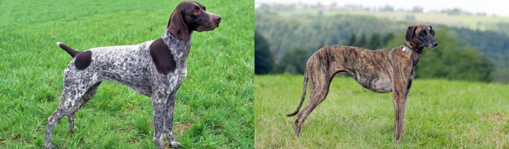 Sloughi vs German Shorthaired Pointer - Breed Comparison