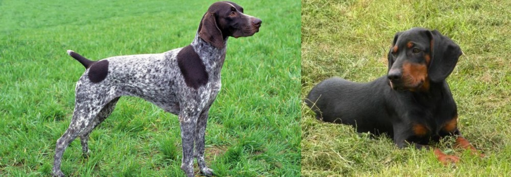 Slovakian Hound vs German Shorthaired Pointer - Breed Comparison