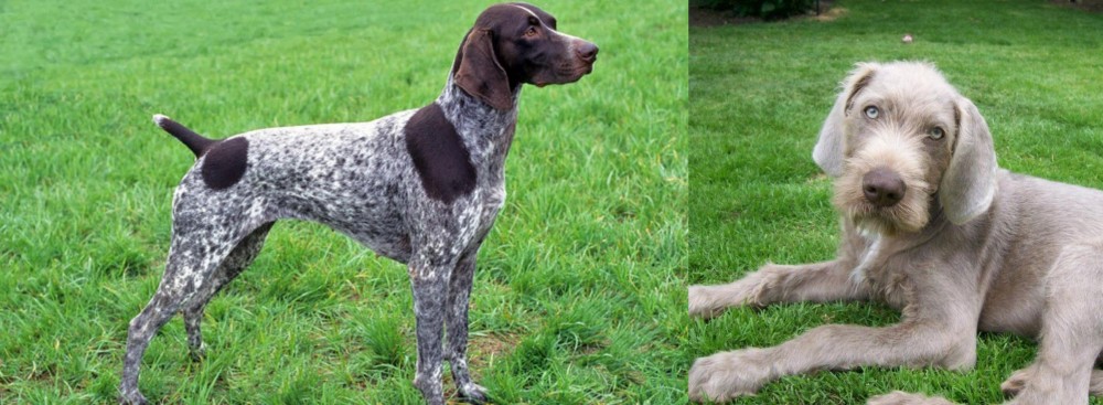 Slovakian Rough Haired Pointer vs German Shorthaired Pointer - Breed Comparison