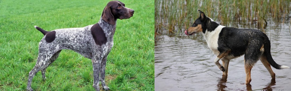 Smooth Collie vs German Shorthaired Pointer - Breed Comparison