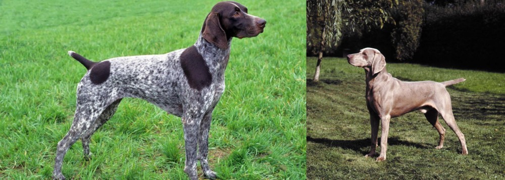 Smooth Haired Weimaraner vs German Shorthaired Pointer - Breed Comparison