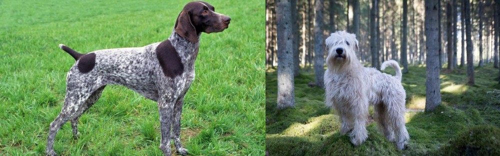 Soft-Coated Wheaten Terrier vs German Shorthaired Pointer - Breed Comparison