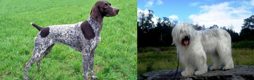 South Russian Ovcharka vs German Shorthaired Pointer - Breed Comparison