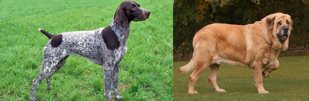 Spanish Mastiff vs German Shorthaired Pointer - Breed Comparison