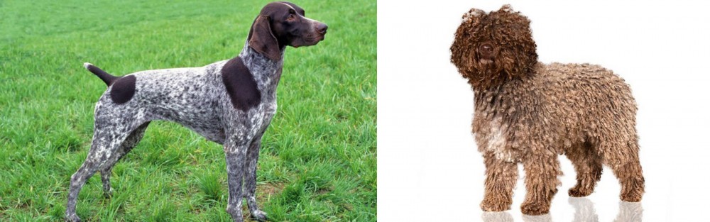 Spanish Water Dog vs German Shorthaired Pointer - Breed Comparison