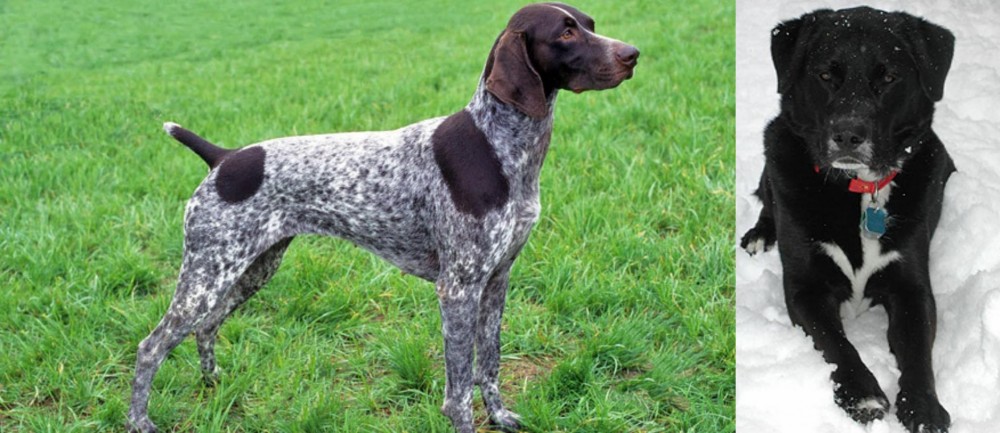 St. John's Water Dog vs German Shorthaired Pointer - Breed Comparison