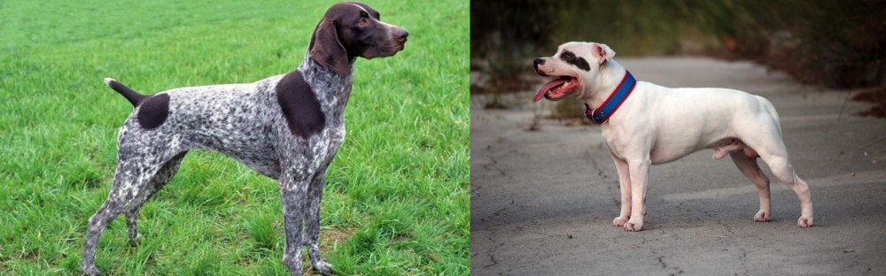 Staffordshire Bull Terrier vs German Shorthaired Pointer - Breed Comparison