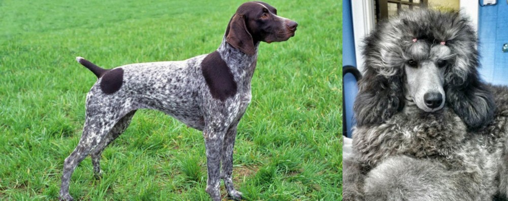 Standard Poodle vs German Shorthaired Pointer - Breed Comparison