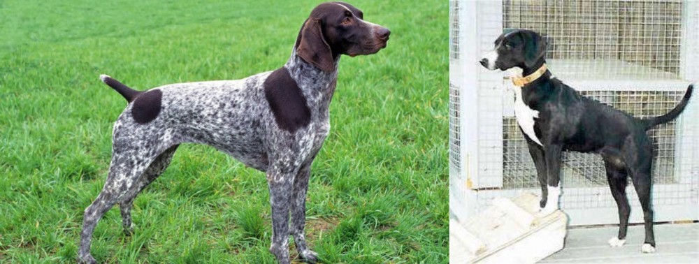 Stephens Stock vs German Shorthaired Pointer - Breed Comparison