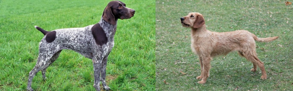 Styrian Coarse Haired Hound vs German Shorthaired Pointer - Breed Comparison