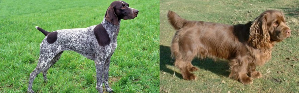 Sussex Spaniel vs German Shorthaired Pointer - Breed Comparison