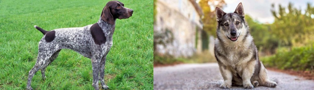 Swedish Vallhund vs German Shorthaired Pointer - Breed Comparison