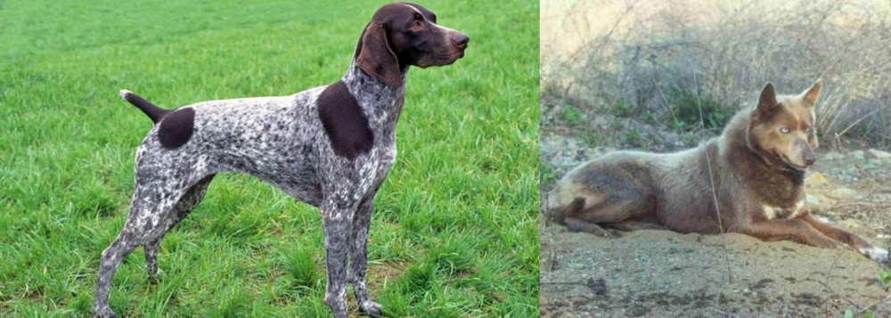Tahltan Bear Dog vs German Shorthaired Pointer - Breed Comparison