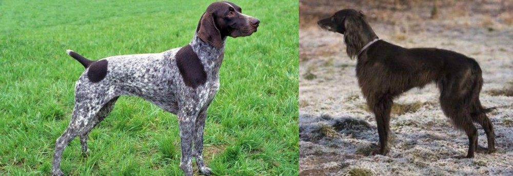 Taigan vs German Shorthaired Pointer - Breed Comparison
