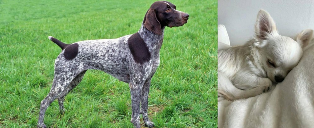 Tea Cup Chihuahua vs German Shorthaired Pointer - Breed Comparison