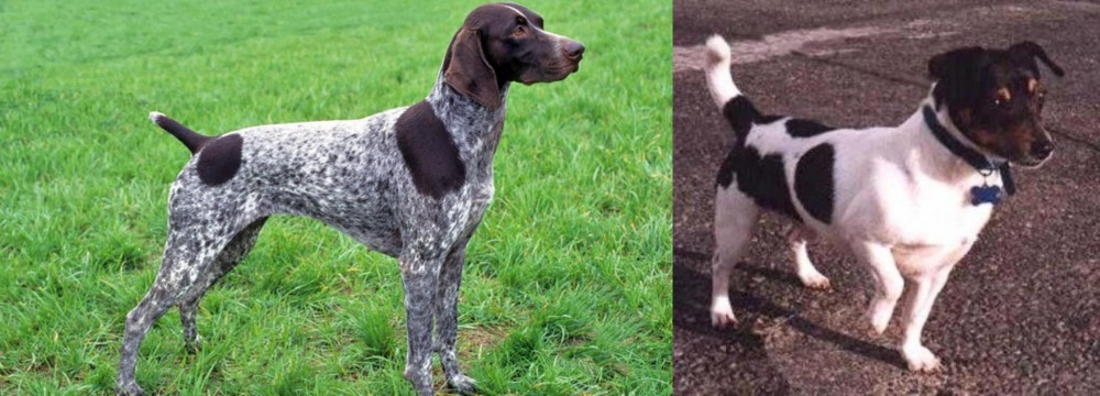 Teddy Roosevelt Terrier vs German Shorthaired Pointer - Breed Comparison