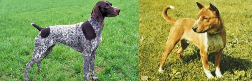 Telomian vs German Shorthaired Pointer - Breed Comparison
