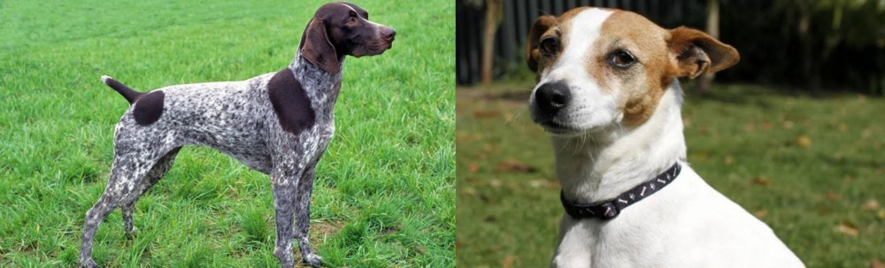 Tenterfield Terrier vs German Shorthaired Pointer - Breed Comparison
