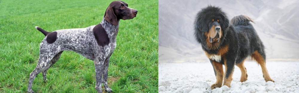 Tibetan Mastiff vs German Shorthaired Pointer - Breed Comparison