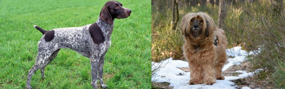 Tibetan Terrier vs German Shorthaired Pointer - Breed Comparison