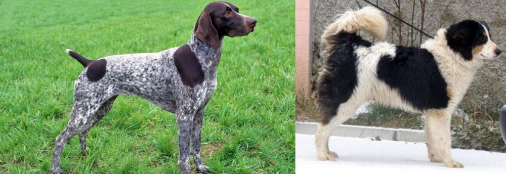 Tornjak vs German Shorthaired Pointer - Breed Comparison