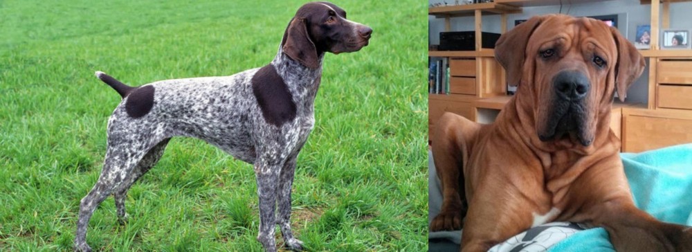 Tosa vs German Shorthaired Pointer - Breed Comparison