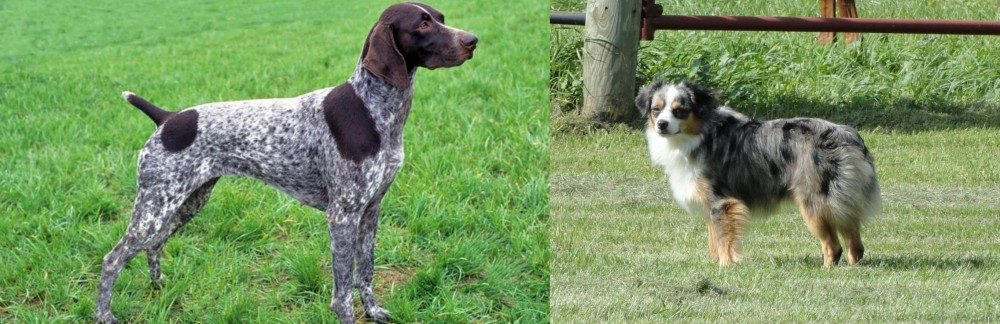 Toy Australian Shepherd vs German Shorthaired Pointer - Breed Comparison