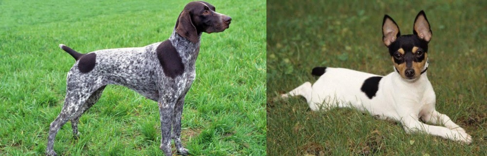 Toy Fox Terrier vs German Shorthaired Pointer - Breed Comparison