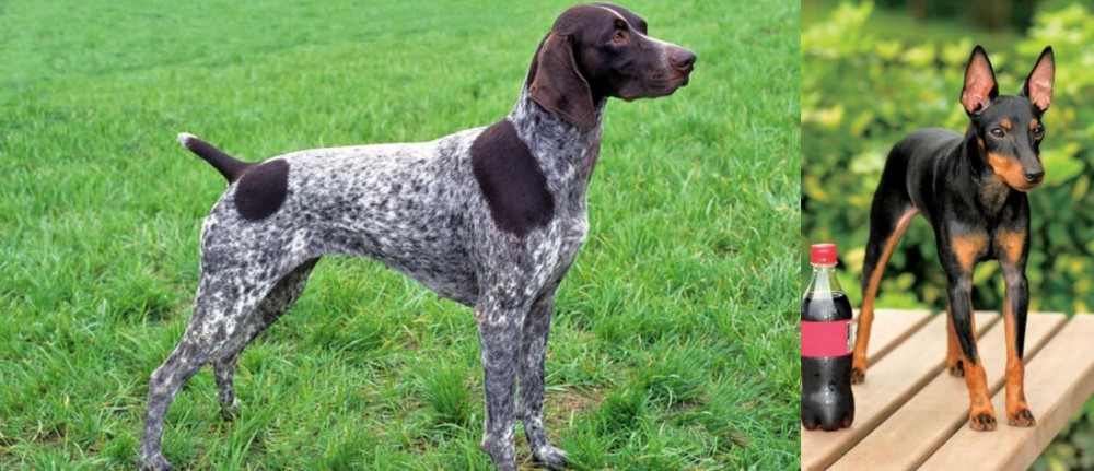 Toy Manchester Terrier vs German Shorthaired Pointer - Breed Comparison
