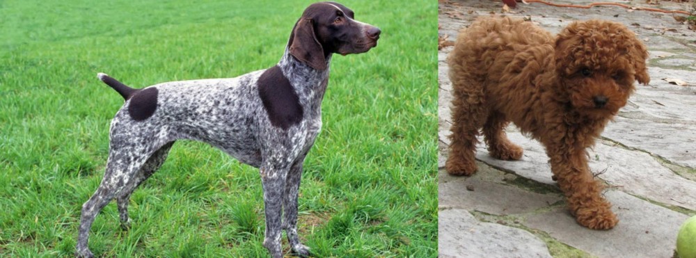 Toy Poodle vs German Shorthaired Pointer - Breed Comparison