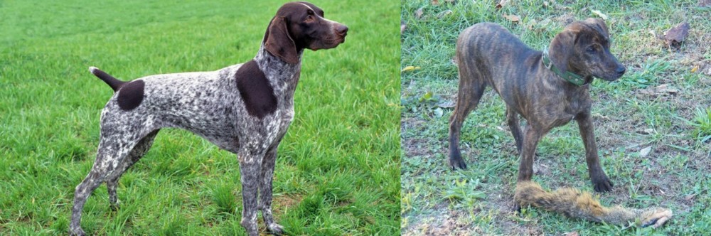 Treeing Cur vs German Shorthaired Pointer - Breed Comparison