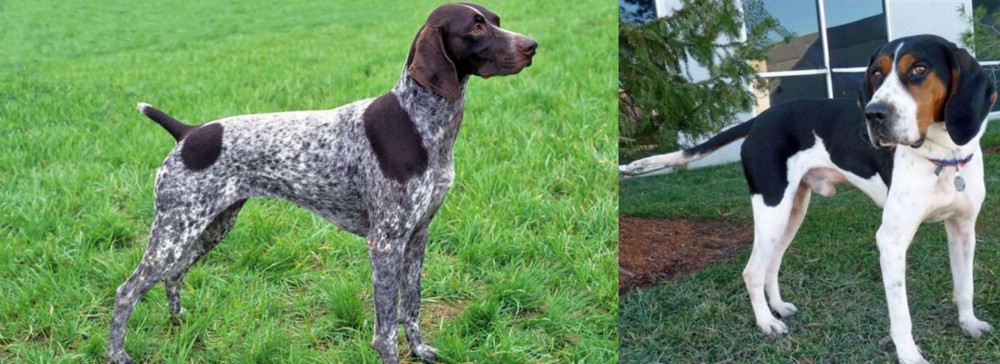 Treeing Walker Coonhound vs German Shorthaired Pointer - Breed Comparison