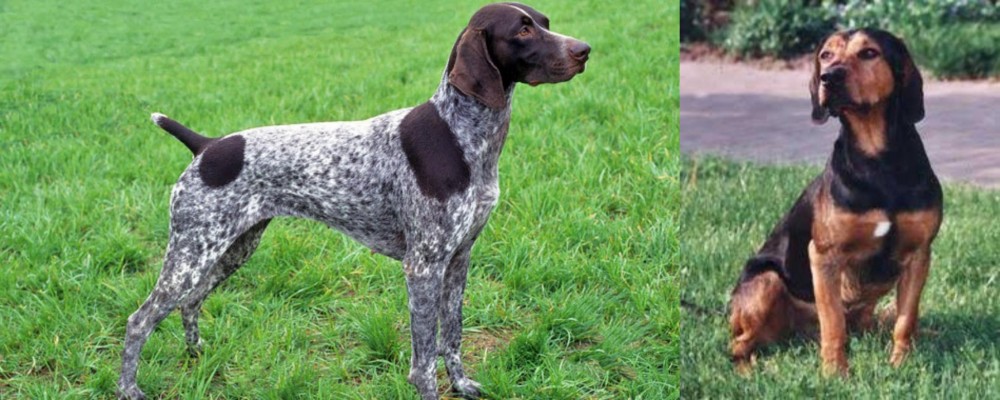 Tyrolean Hound vs German Shorthaired Pointer - Breed Comparison