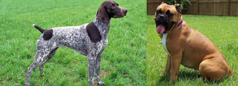 Valley Bulldog vs German Shorthaired Pointer - Breed Comparison