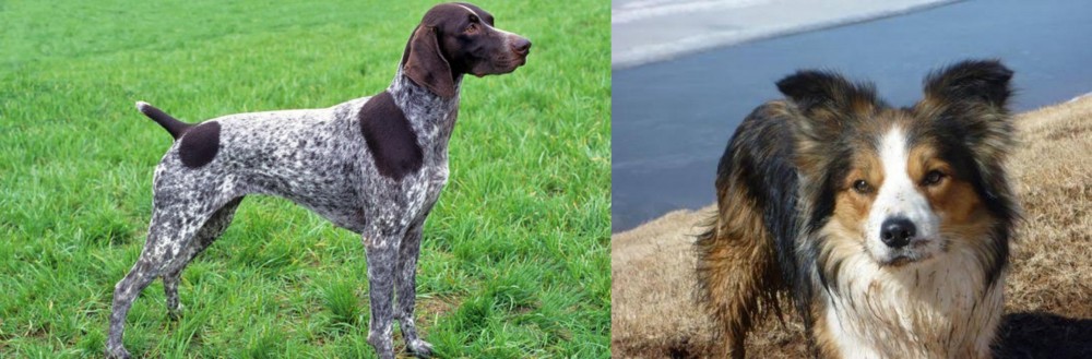 Welsh Sheepdog vs German Shorthaired Pointer - Breed Comparison
