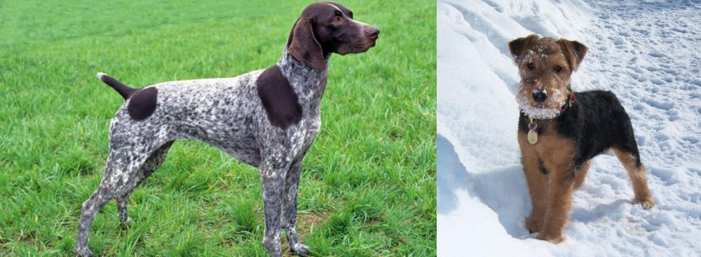 Welsh Terrier vs German Shorthaired Pointer - Breed Comparison