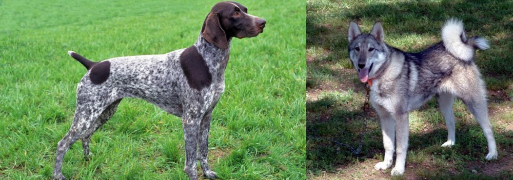 West Siberian Laika vs German Shorthaired Pointer - Breed Comparison