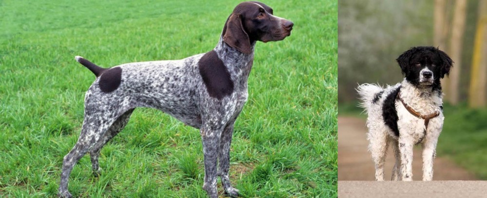 Wetterhoun vs German Shorthaired Pointer - Breed Comparison