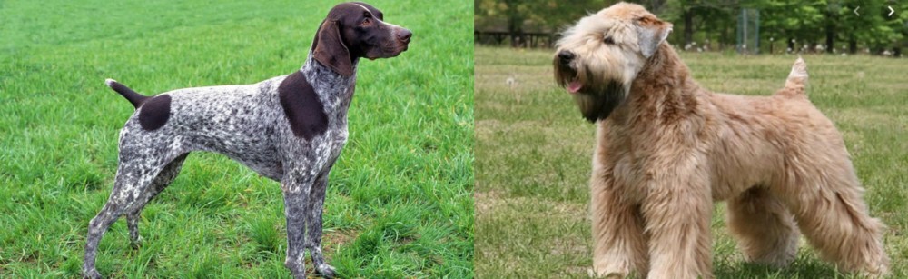 Wheaten Terrier vs German Shorthaired Pointer - Breed Comparison