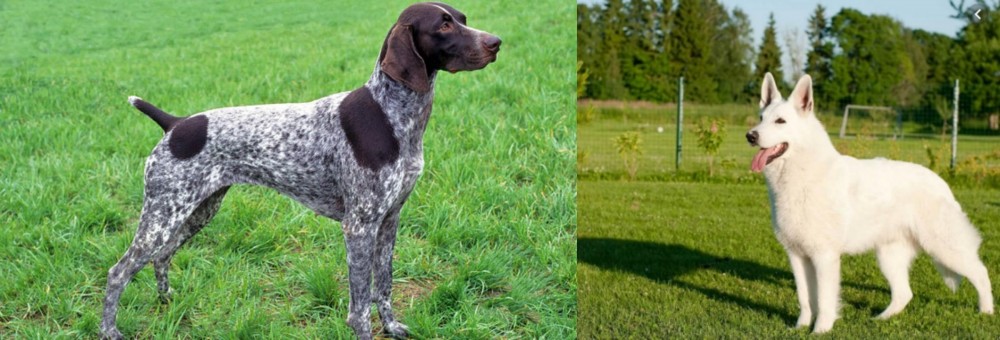 White Shepherd vs German Shorthaired Pointer - Breed Comparison