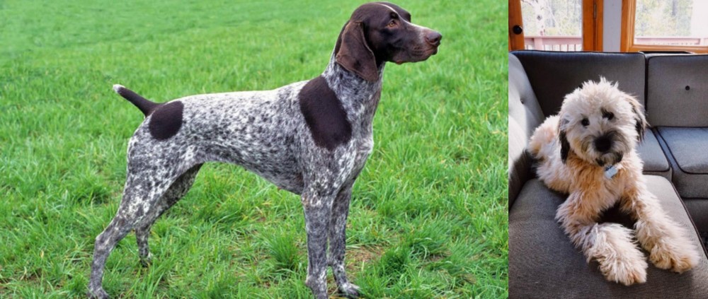 Whoodles vs German Shorthaired Pointer - Breed Comparison