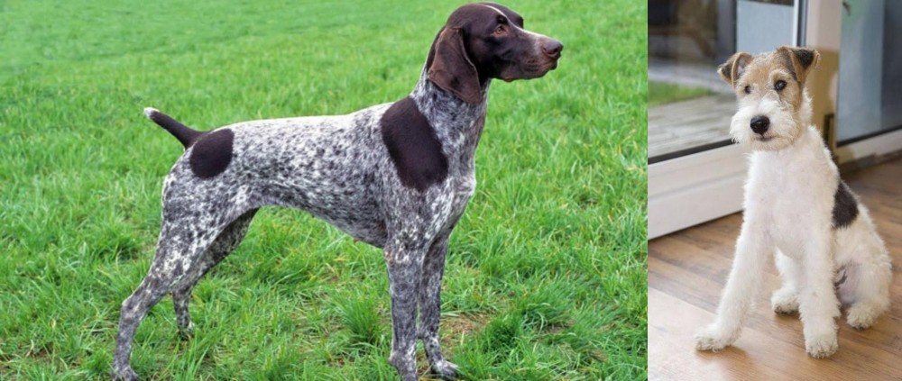 Wire Fox Terrier vs German Shorthaired Pointer - Breed Comparison