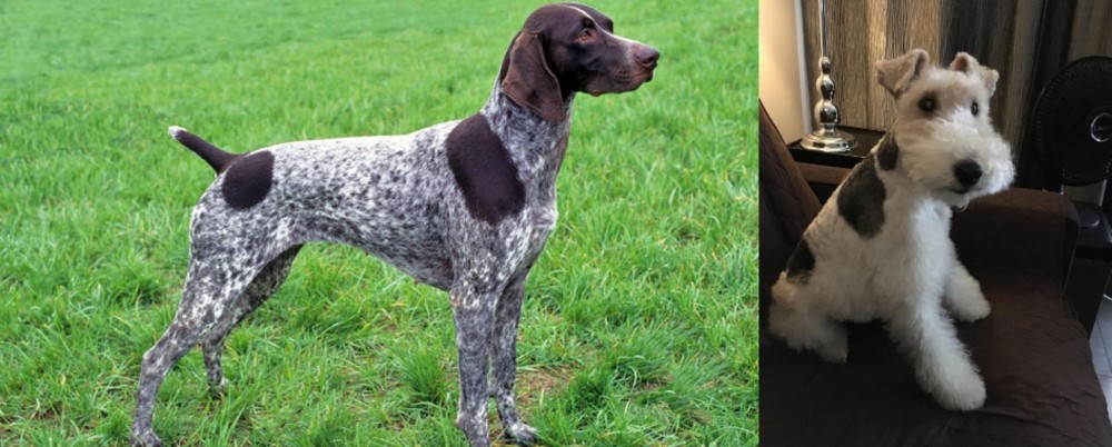 Wire Haired Fox Terrier vs German Shorthaired Pointer - Breed Comparison