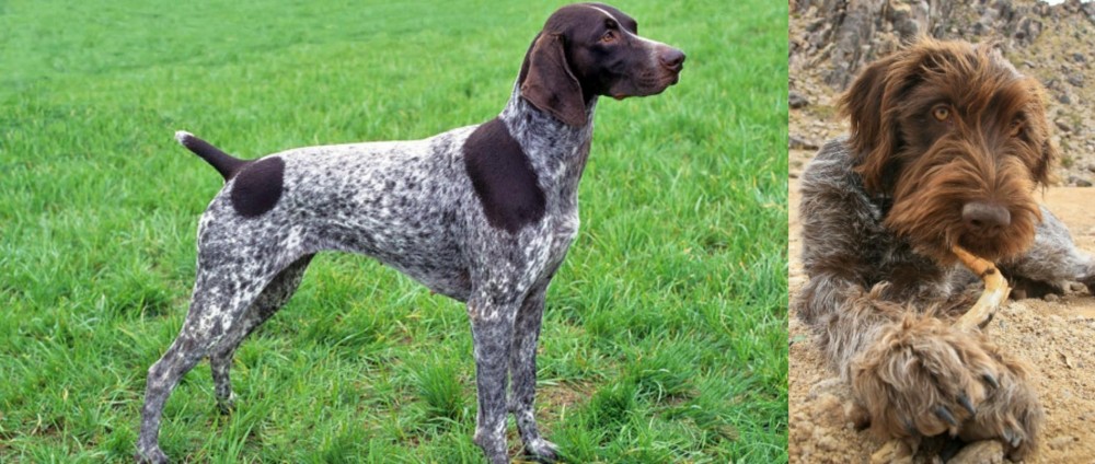 Wirehaired Pointing Griffon vs German Shorthaired Pointer - Breed Comparison