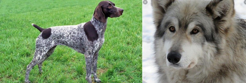 Wolfdog vs German Shorthaired Pointer - Breed Comparison