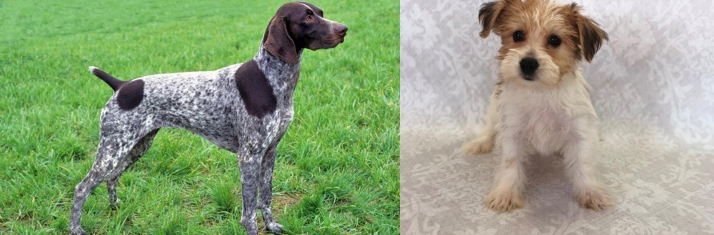 Yochon vs German Shorthaired Pointer - Breed Comparison