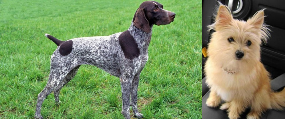 Yoranian vs German Shorthaired Pointer - Breed Comparison