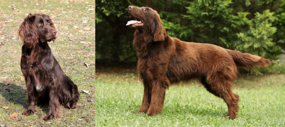 Flat-Coated Retriever vs German Spaniel - Breed Comparison