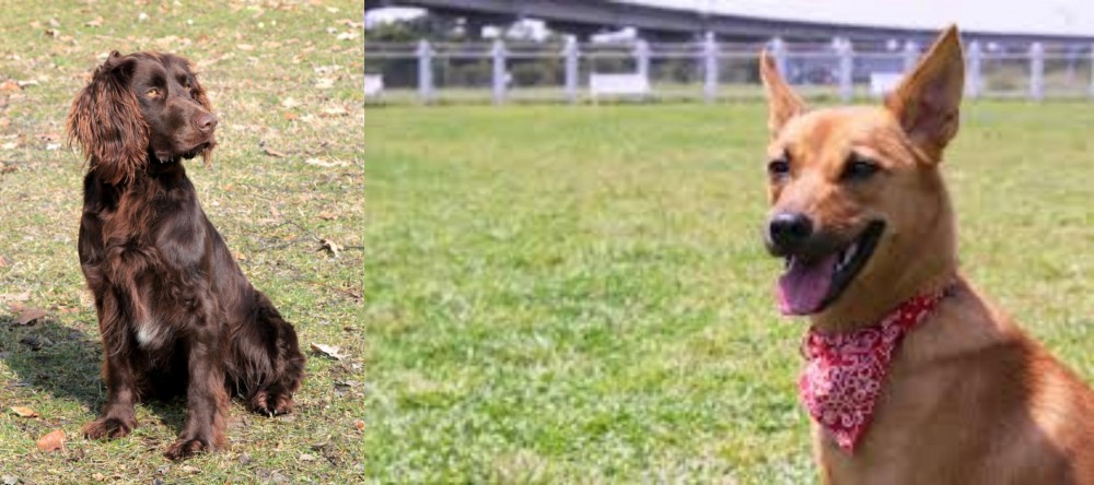 Formosan Mountain Dog vs German Spaniel - Breed Comparison