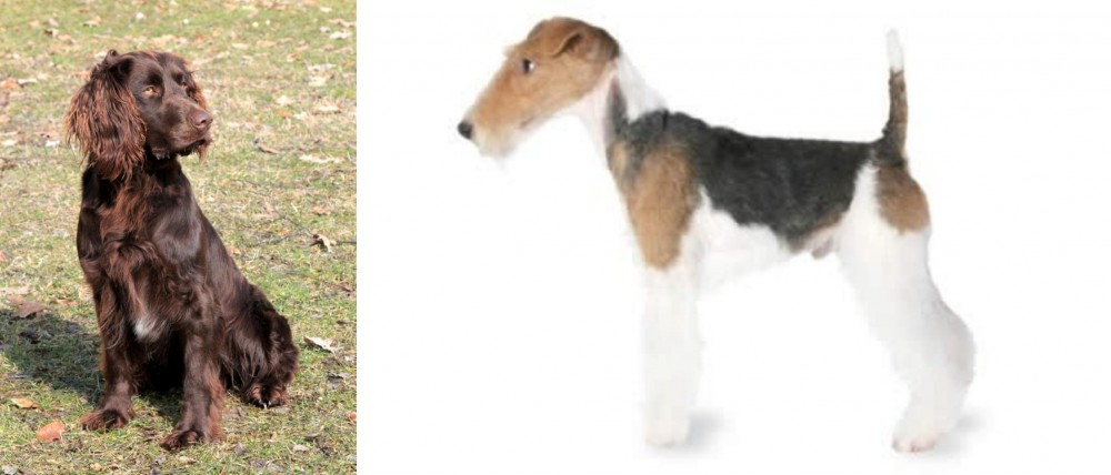 Fox Terrier vs German Spaniel - Breed Comparison
